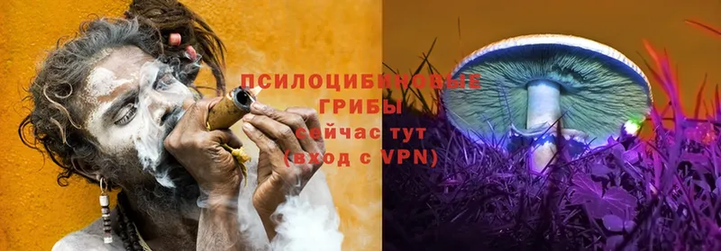 Галлюциногенные грибы Psilocybe  Грязи 